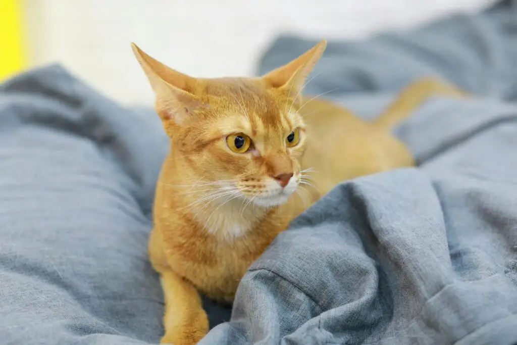 An Abyssinian cat with a sleek, short coat and striking almond-shaped eyes, sitting gracefully.