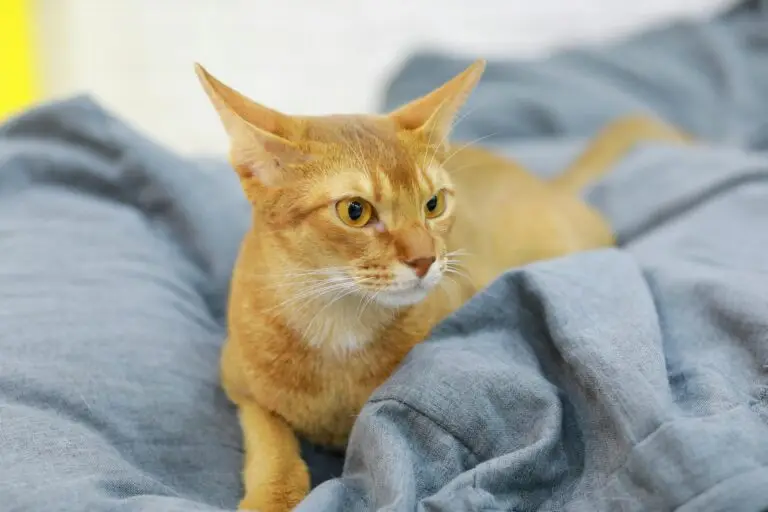 An Abyssinian cat with a sleek, short coat and striking almond-shaped eyes, sitting gracefully.