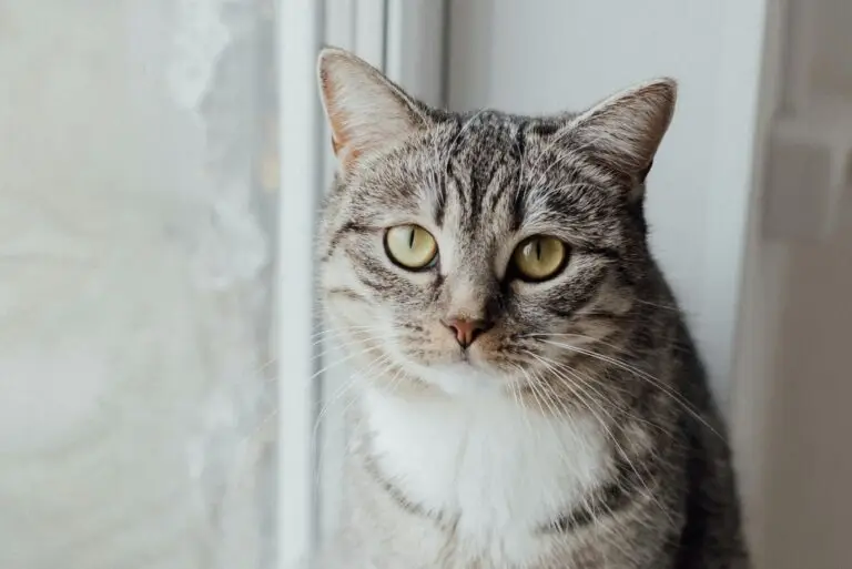 An American Shorthair cat with a muscular build, short coat, and round face, sitting contently.