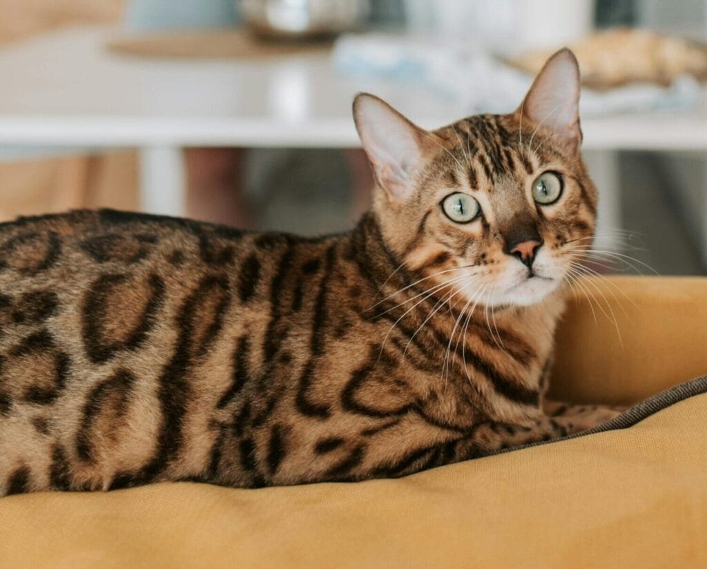 Bengal cat with spotted coat lying on a sofa.