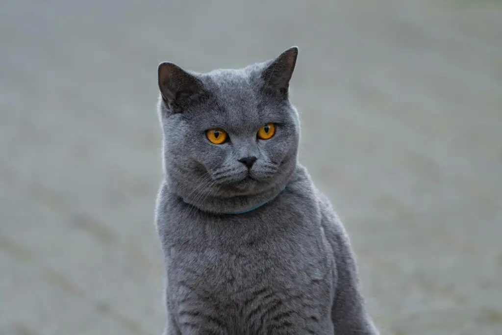 British Shorthair cat sitting outside