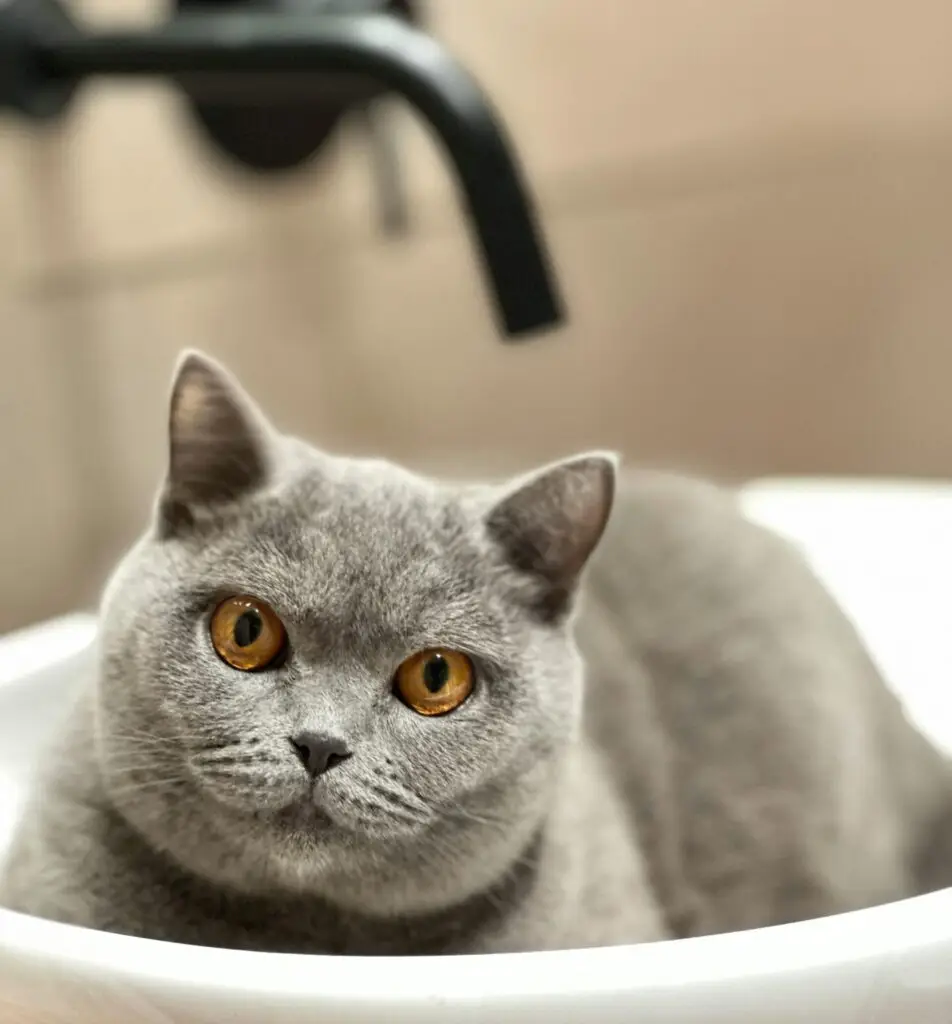 British Shorthair cat relaxing in a tub.