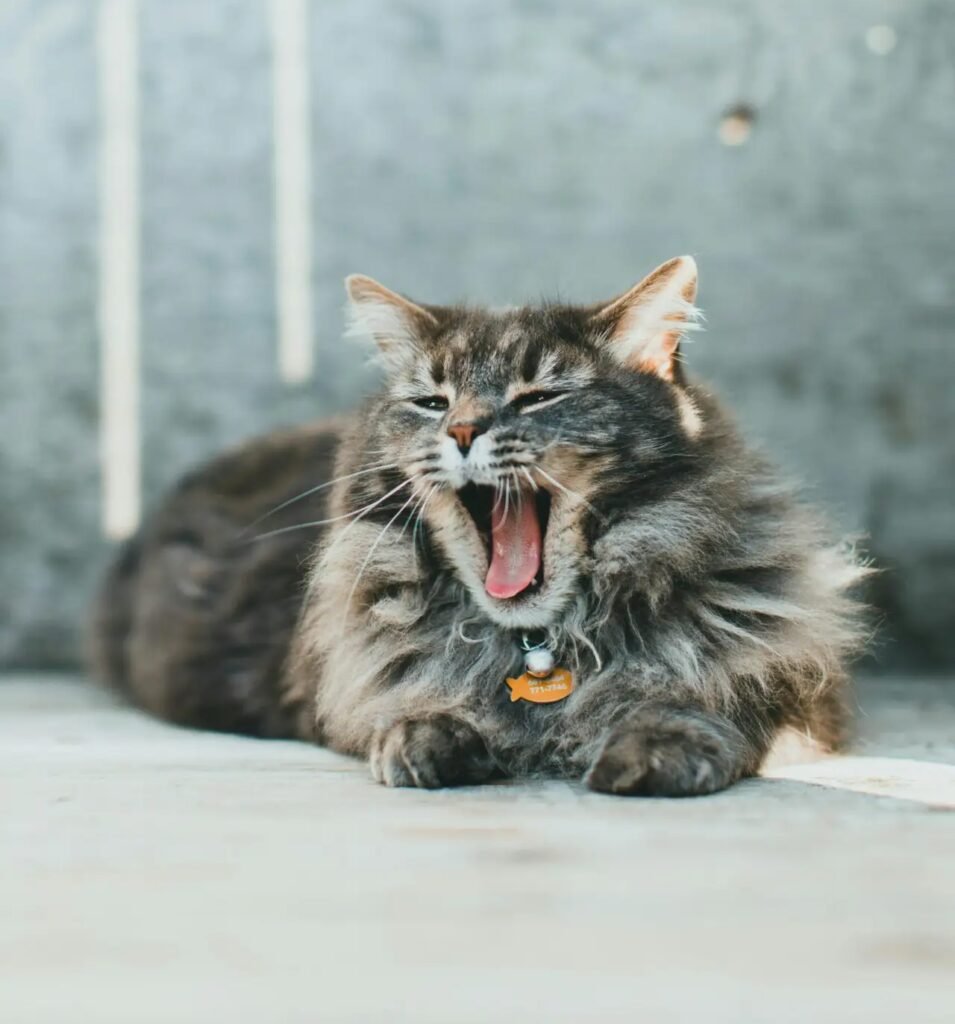 Maine Coon cat with long fur and tufted ears