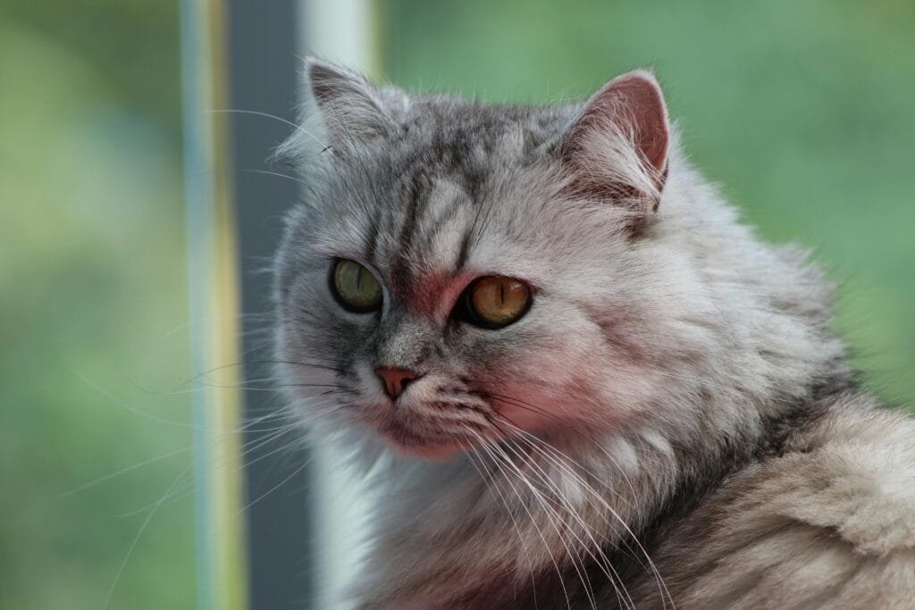 Close-up of a Persian cat with fluffy fur and a distinctive flat face.