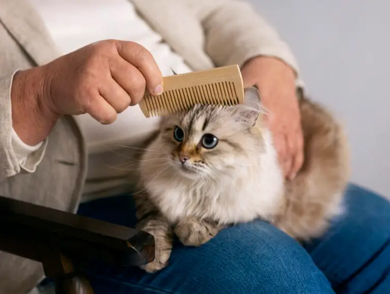 Ragdoll cat being gently brushed with a grooming comb.