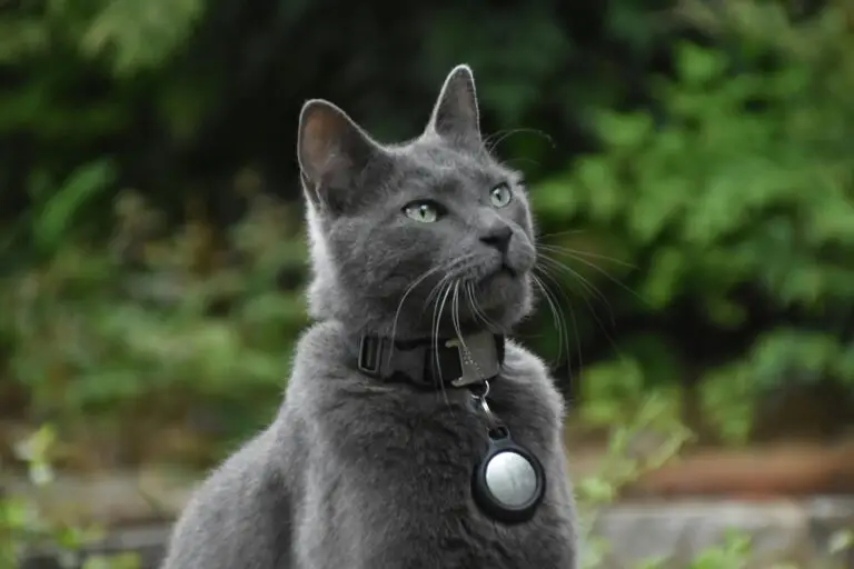 A sleek Russian Blue cat with striking green eyes and a short, silvery-blue coat.