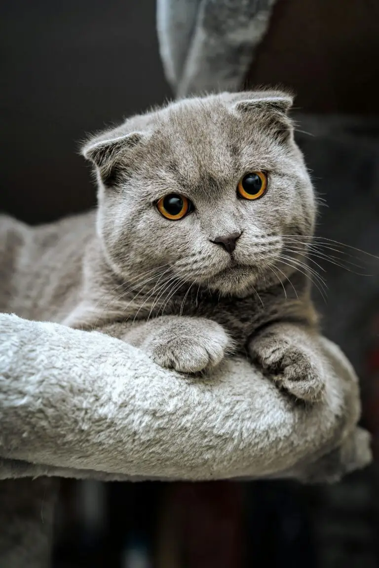 A Scottish Fold cat with its signature folded ears, sitting calmly and gazing with wide, round eyes.