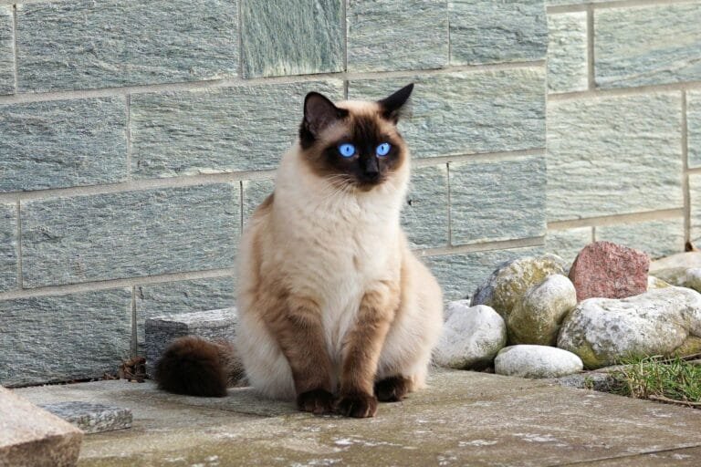 Siamese cat with sleek coat and blue almond-shaped eyes.