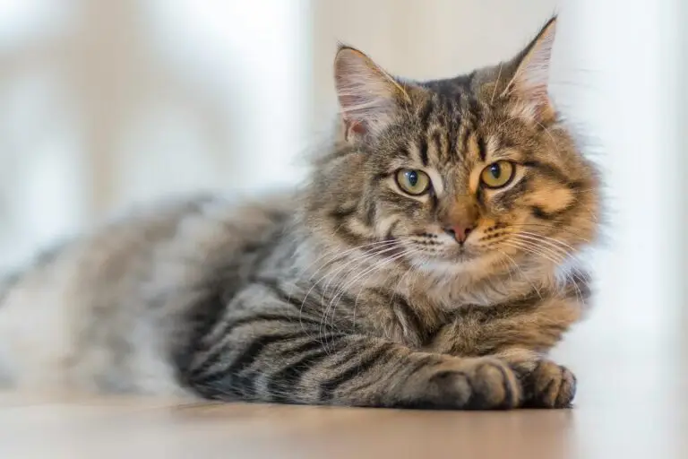 A Siberian cat with a thick, fluffy coat and expressive eyes, sitting gracefully.