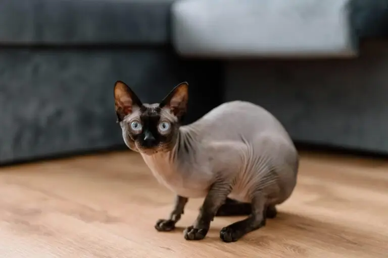 A Sphynx cat with its distinct hairless body and large ears, looking curious and playful.