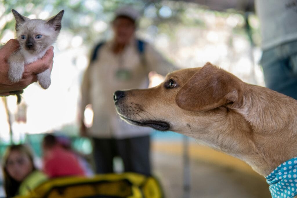 Cat meeting a dog for the first time