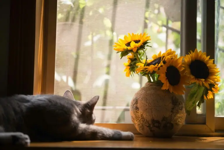 Cat sitting, looking out the window