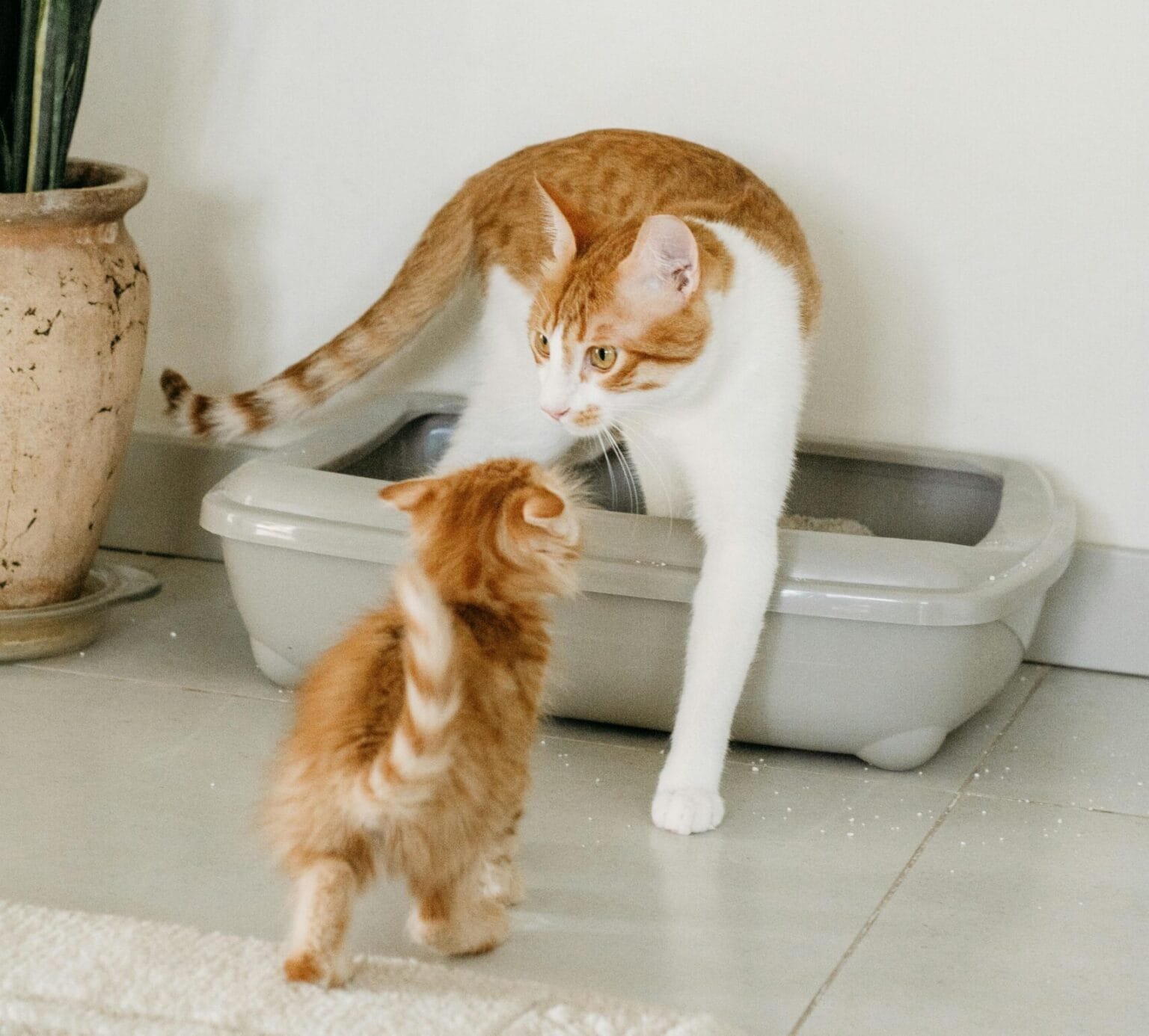 Cat using litter box