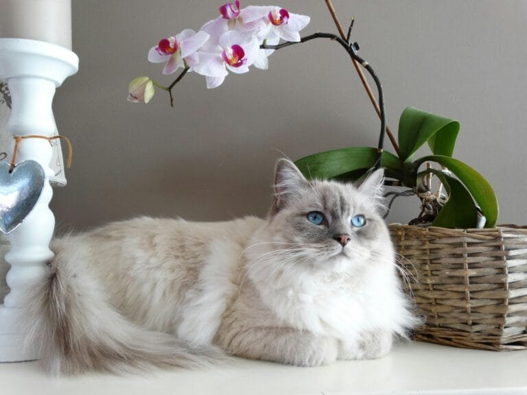 Ragdoll cat lying down, relaxed with its fluffy coat.