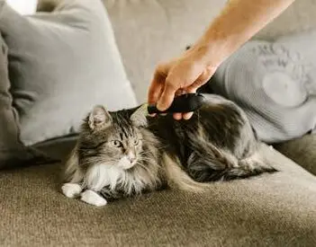 A Maine Coon cat being gently combed on a comfortable sofa indoors.