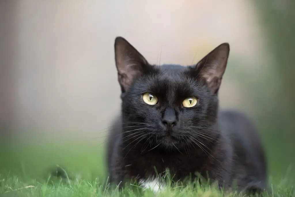 Black cat laying in the grass