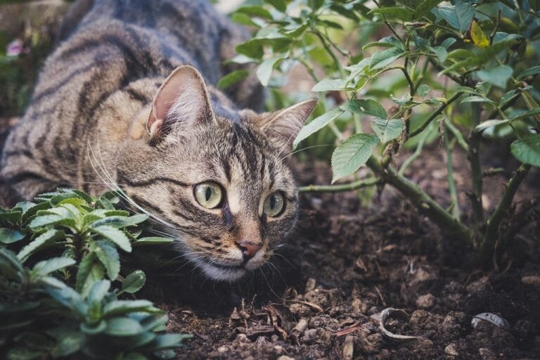 cat, pet, animal, tabby cat, domestic cat, feline, mammal, cute, playful, portrait, garden, outdoor, cat, cat, cat, cat, cat, tabby cat, nature, garden