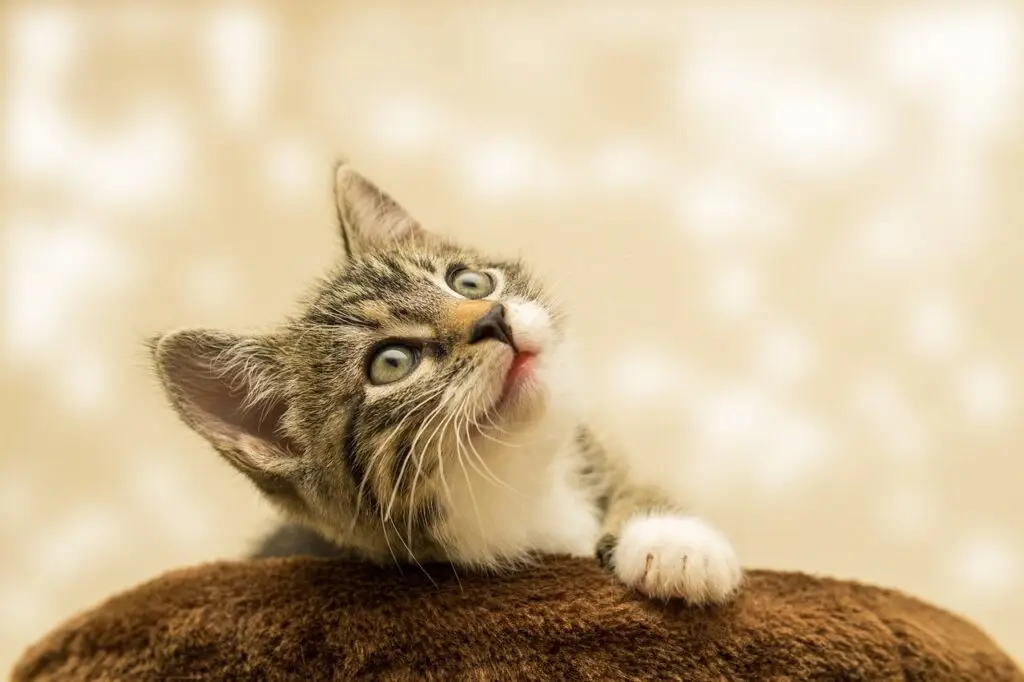 Tabby cat looking up at the sky