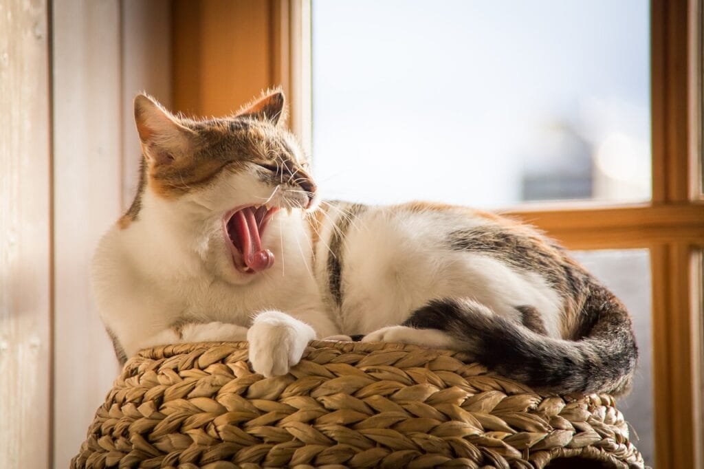 cat, pet, animal, yawn, tired, sleep, domestic cat, sleepy, feline, fur, tail, animal world, cat, cat, cat, cat, yawn, tired, tired, tired, tired, tired, sleep, sleep, nature, sleep, sleepy, sleepy, sleepy