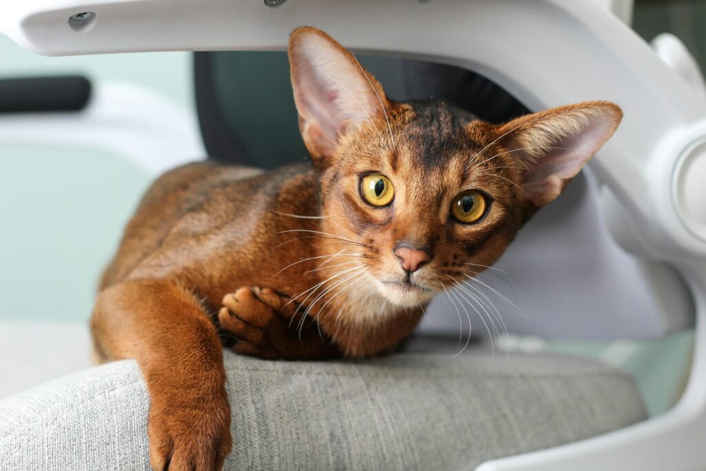 Close-up of an adorable Abyssinian cat relaxing indoors on a chair.