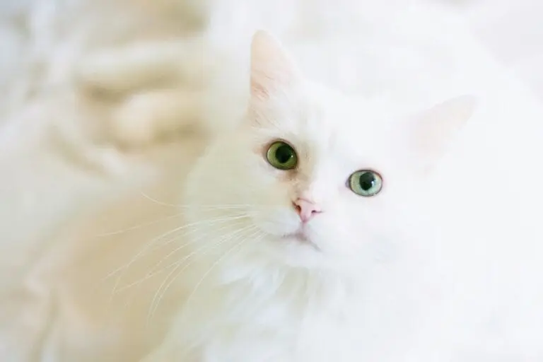 A cute white cat with bright green eyes gazes curiously, perfect for pet lovers.