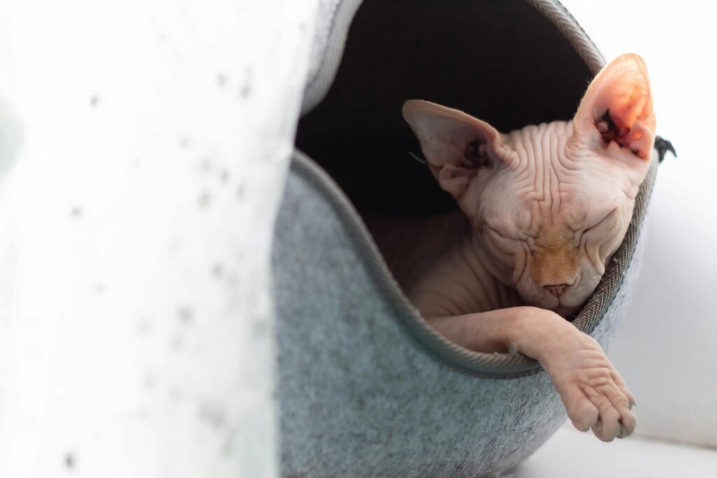 Sphynx cat peacefully sleeping in a cozy cat bed, showing its unique features.