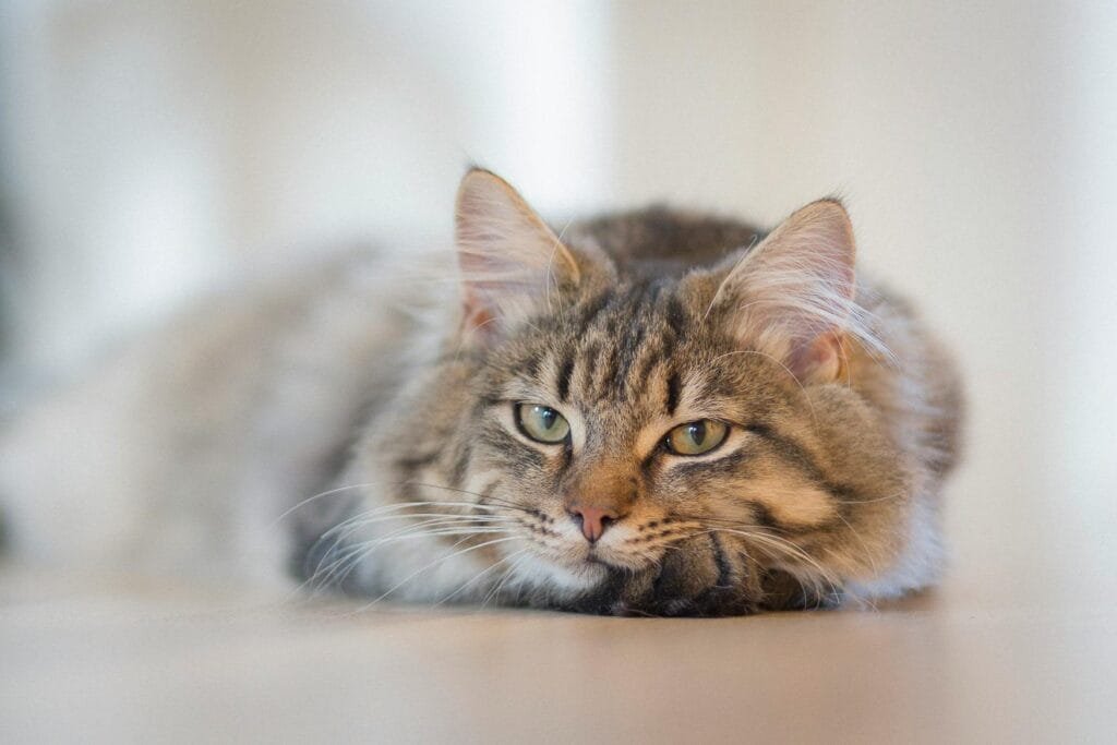 Close-up of a relaxed tabby cat lying on the floor, showing its vibrant green eyes and fluffy fur.