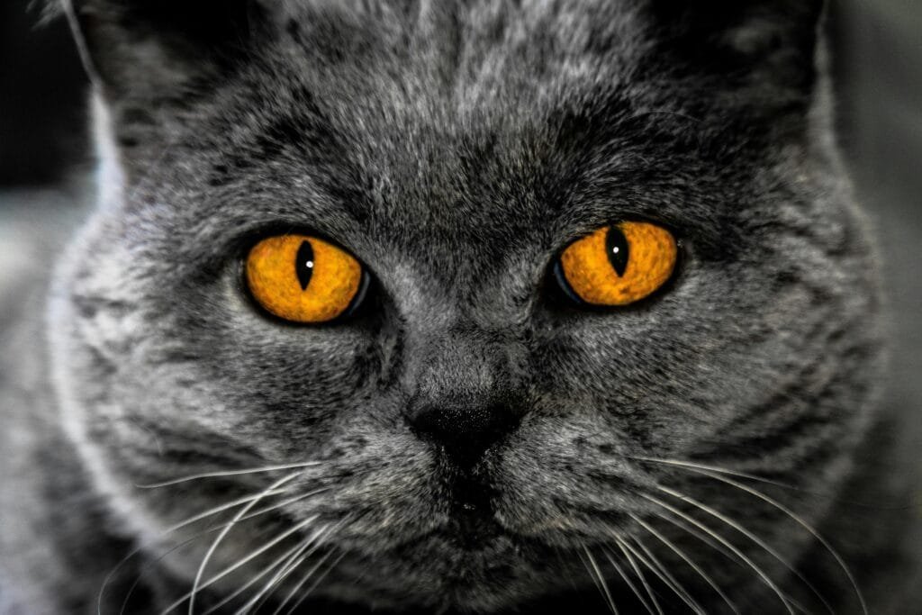 Close-up portrait of a British Shorthair cat with intense yellow eyes and gray fur.