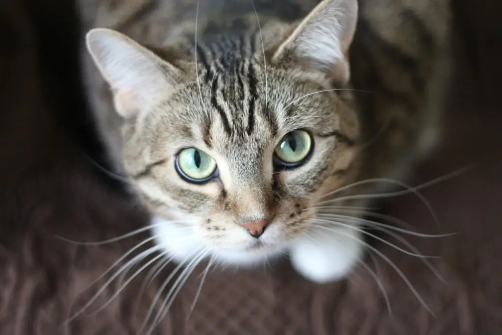 Close-up portrait of a tabby cat with striking green eyes and long whiskers.