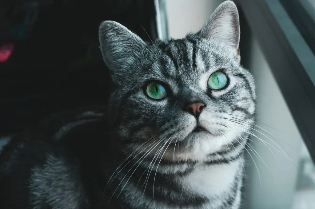 Adorable gray tabby cat with striking green eyes, sitting near a window.