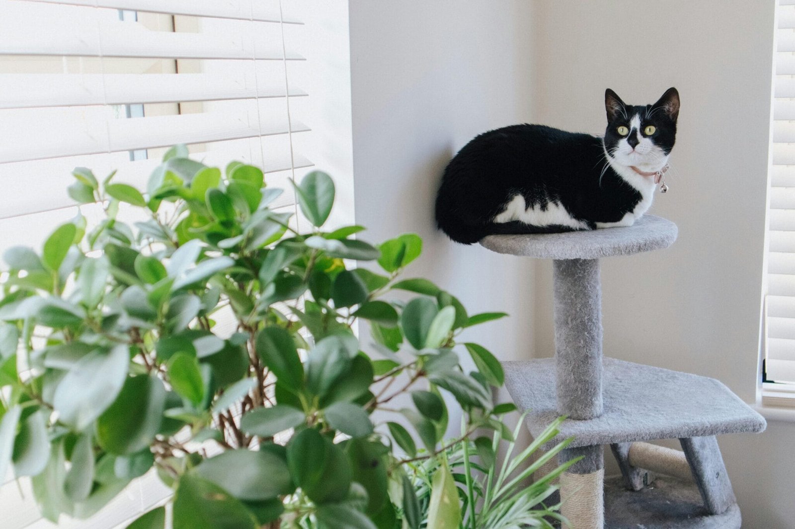 Adorable cat with attentive gaze lying on scratching post near plant while looking up at home