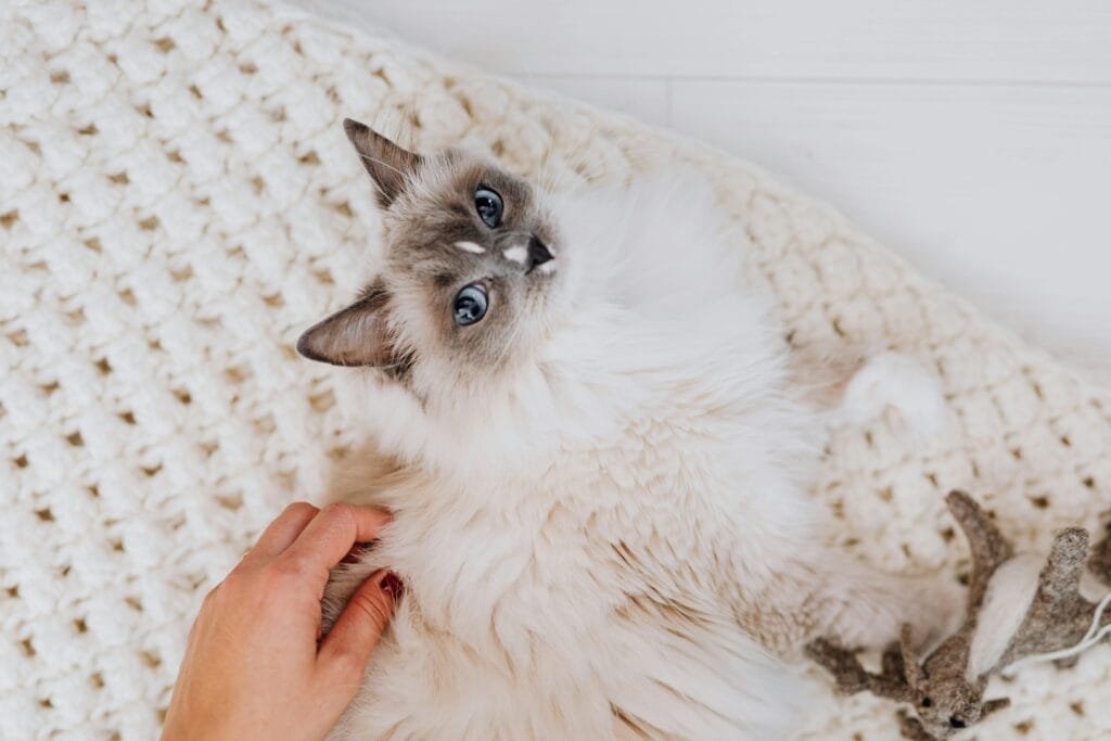 A fluffy Ragdoll cat enjoys a gentle pet on a cozy knit blanket.