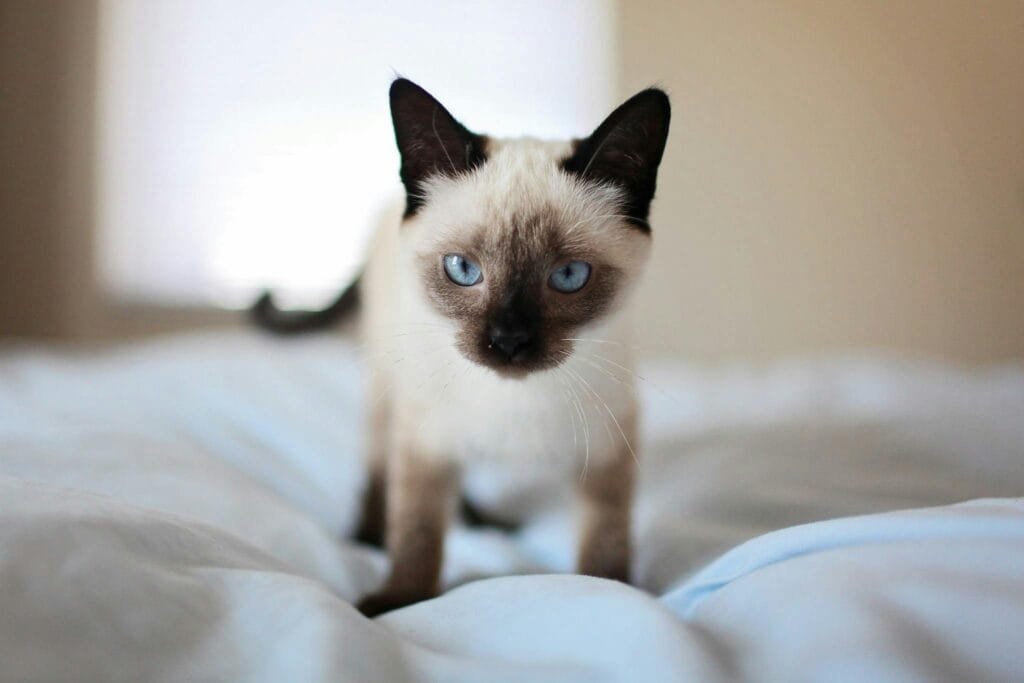 Close-up of a cute Siamese kitten with blue eyes on a bed, showcasing its adorable features.