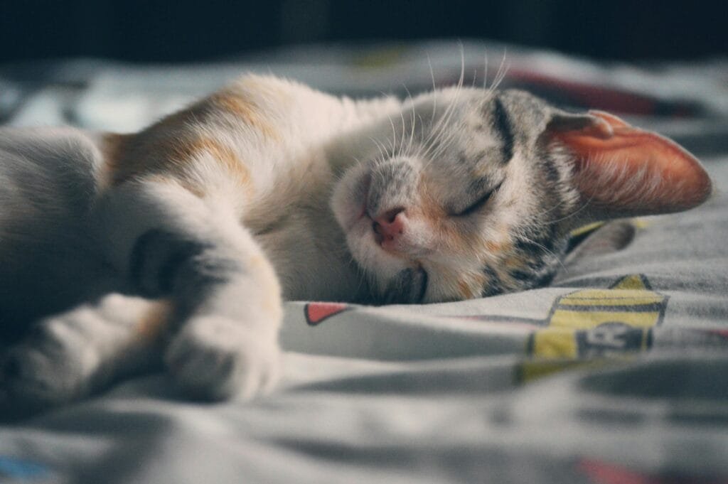 Cute kitten sleeping peacefully indoors on a colorful bedspread, perfect for pet lovers.