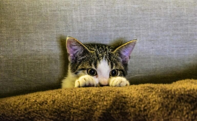 Cute tabby kitten peering over a cozy brown blanket with curious eyes.