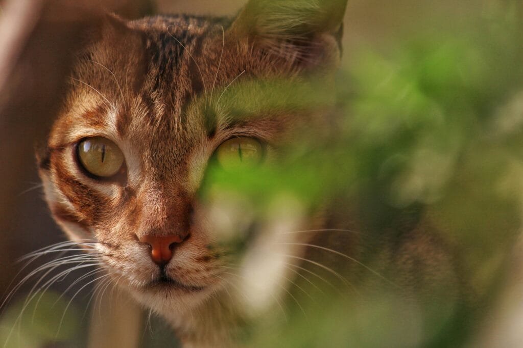 A close-up shot of a tabby cat peering through green foliage with curious eyes.